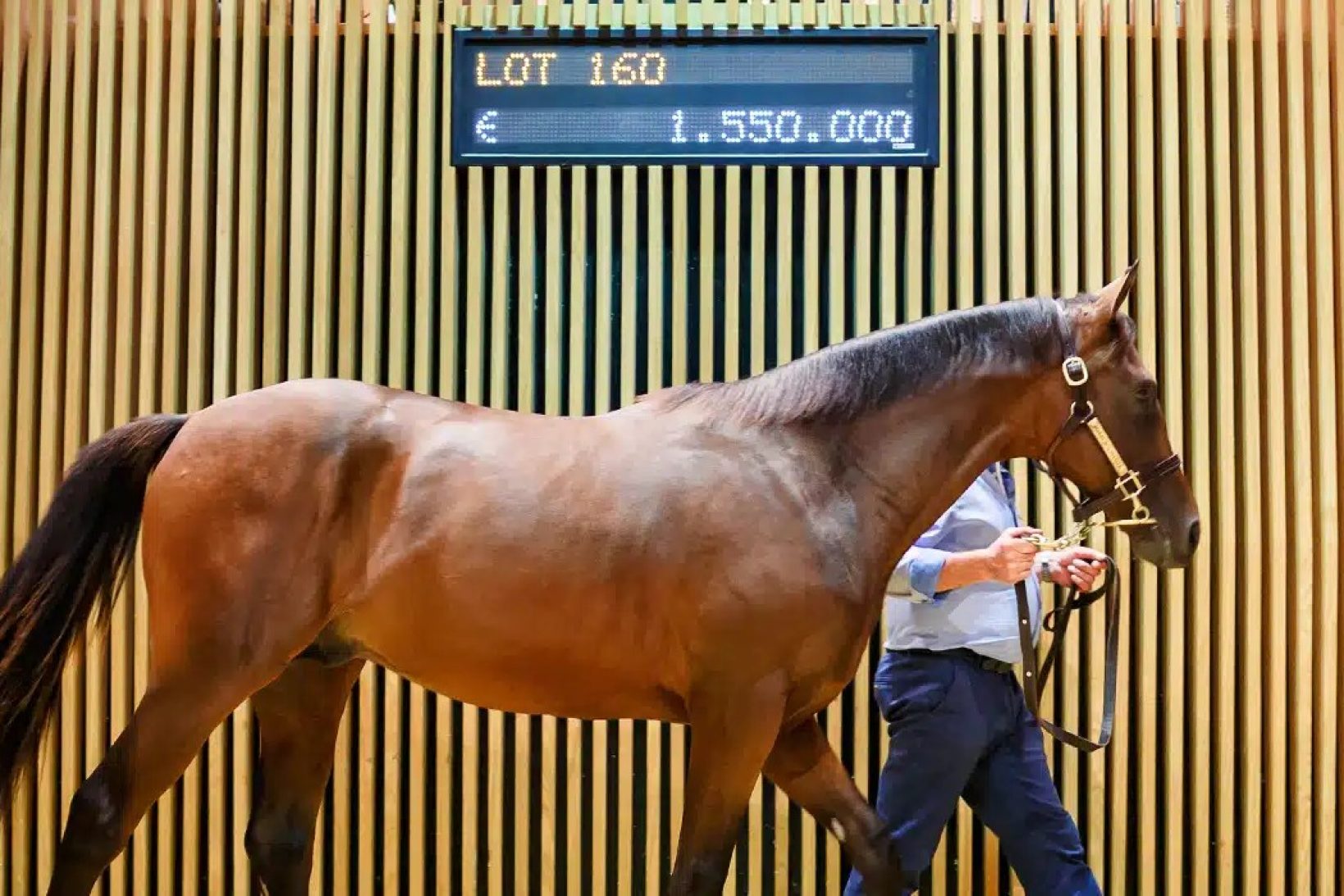 Ventes de yearlings: un marché mondial porté par l’irrationnel