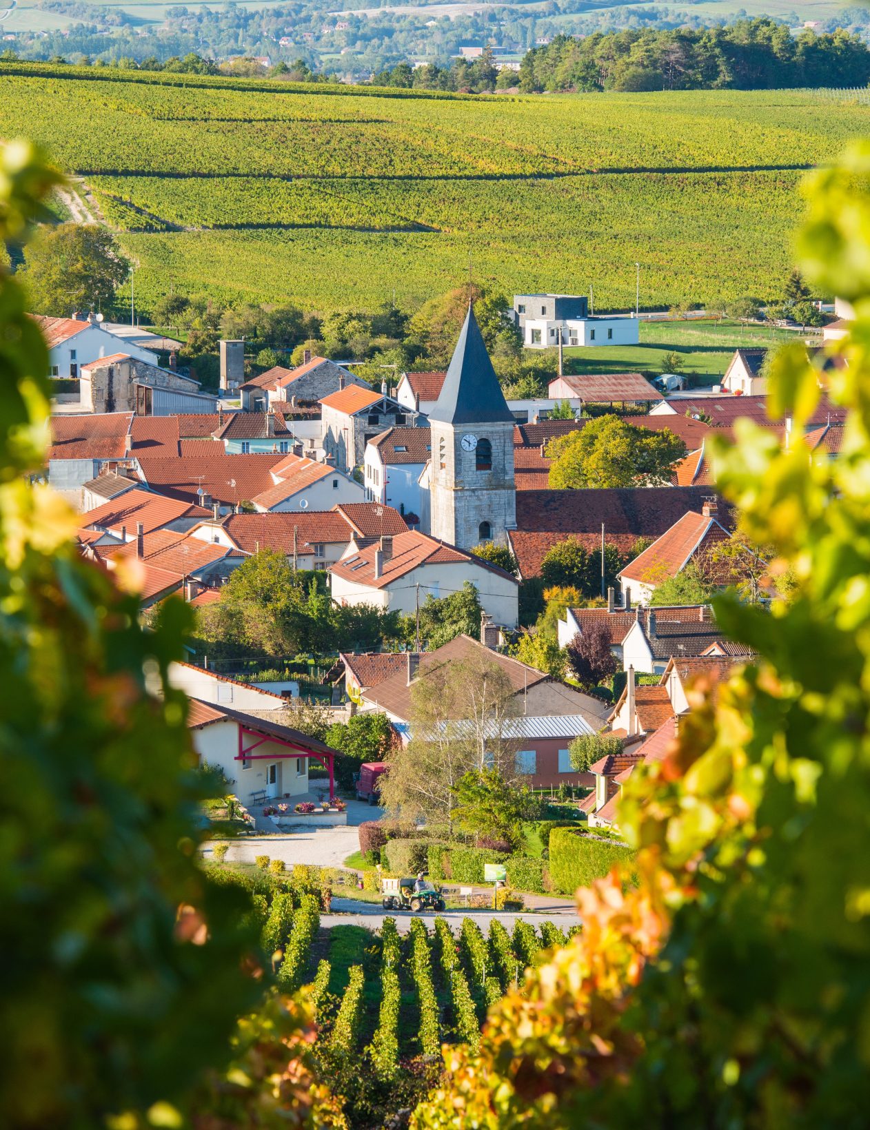 Champagne: Pressure Mounts on French Vineyards