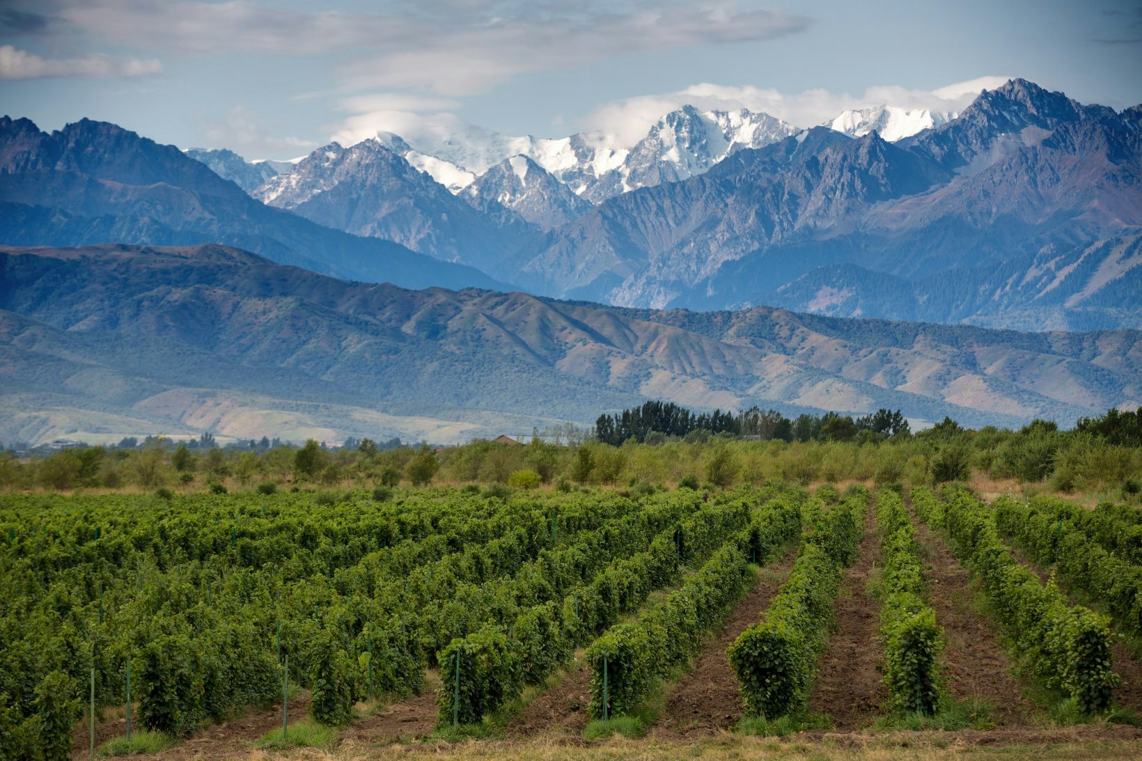Argentine wines, a global market on the rise